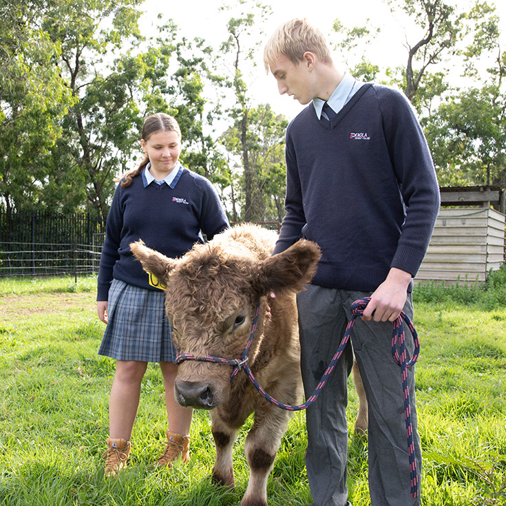 Penola Catholic College Emu Plains agriculture students with cow